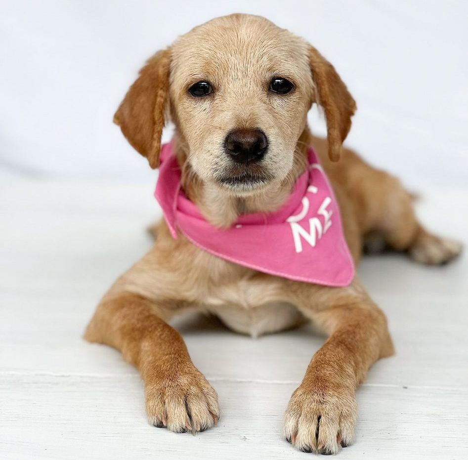 Little Steps Matter Bandanas
