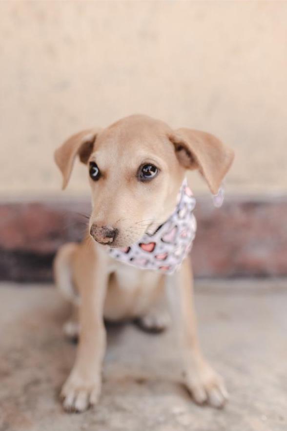 About Lola - our beach girl