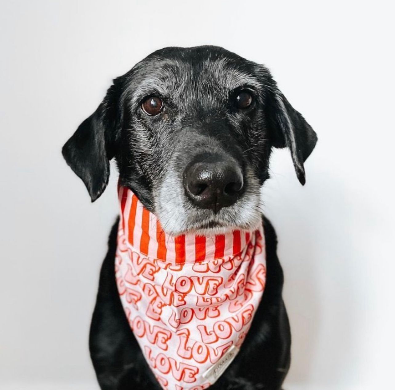 Love The Paws - Bandanas around the world!