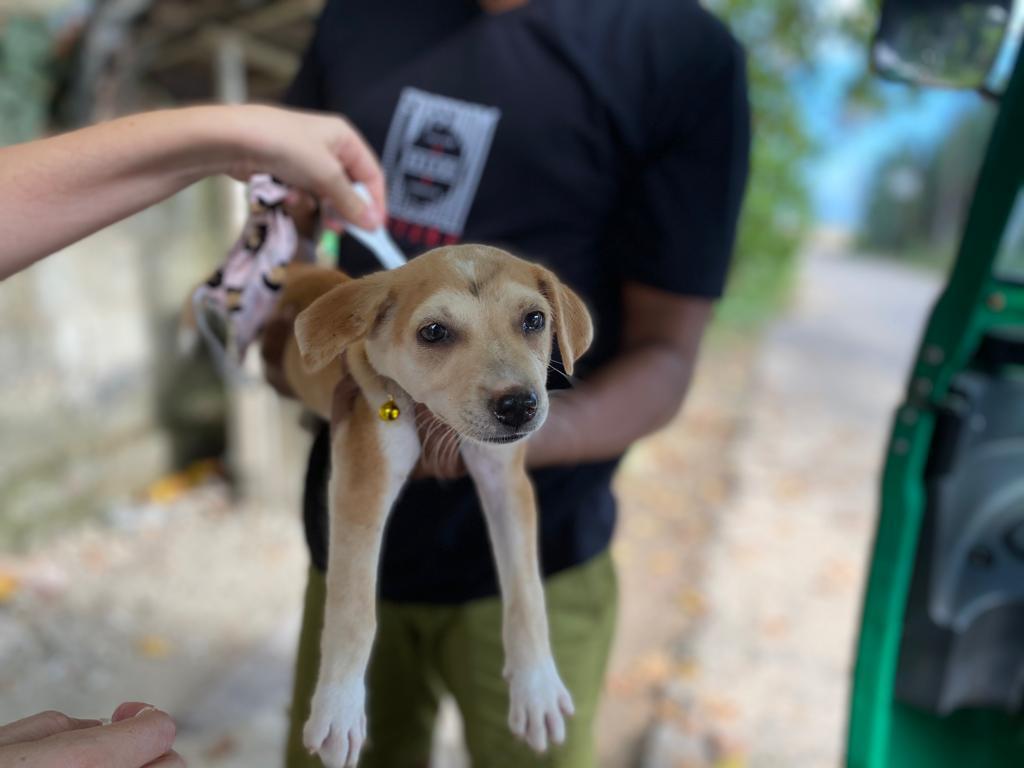 Mission for Dogs in Need + Community