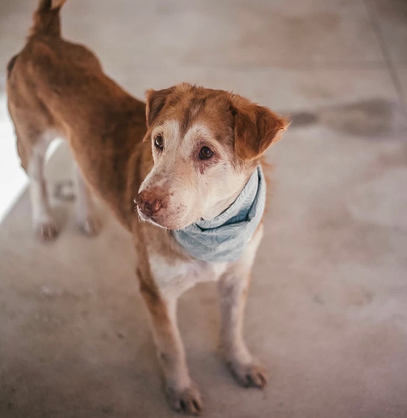 Old Mate Rufo - A Bali Rescue Dog