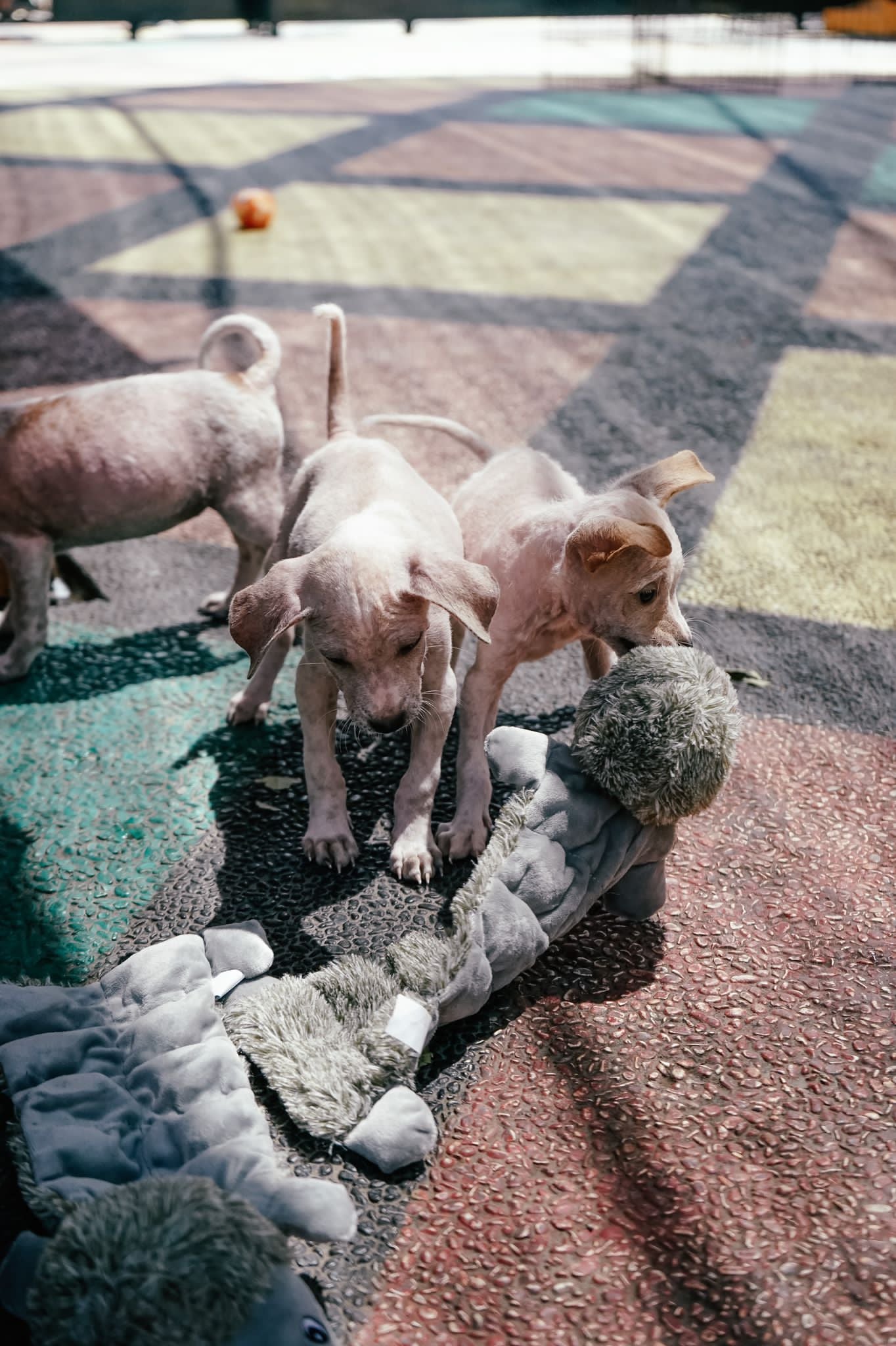 Olive, Lila & Winnie - Rescued Bali Pups