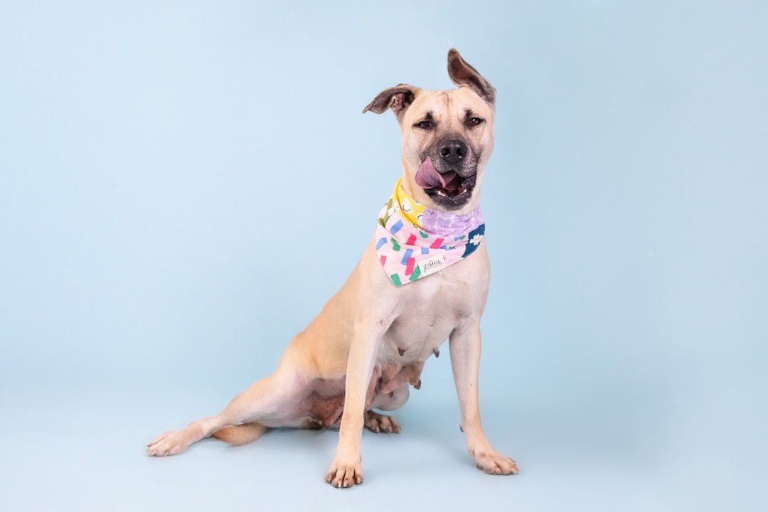 Patches the Upcycled Bandana from The Paws