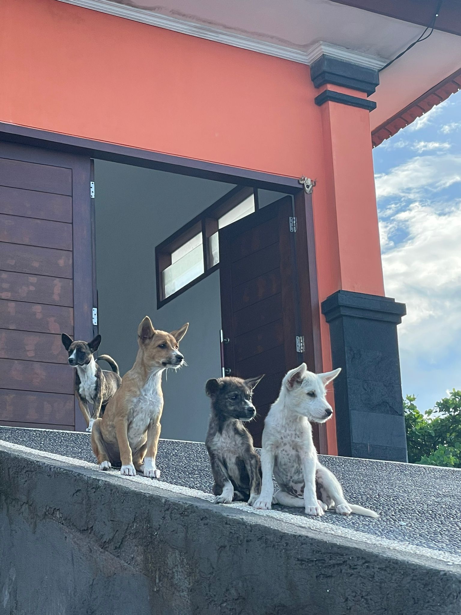Paws Ambassadors Making a Difference