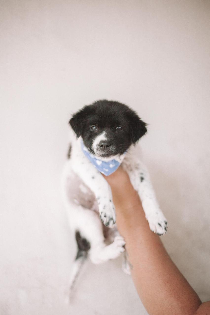 Resellers Giving Back / The Paws + POP