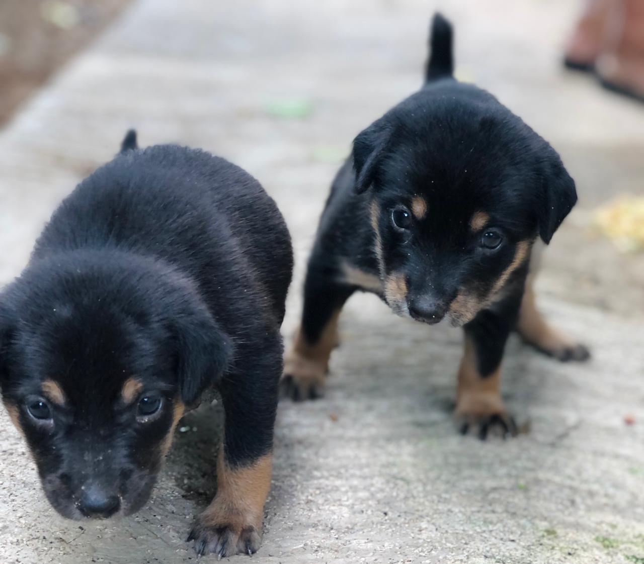 Puppies In Need - The Paws Mission