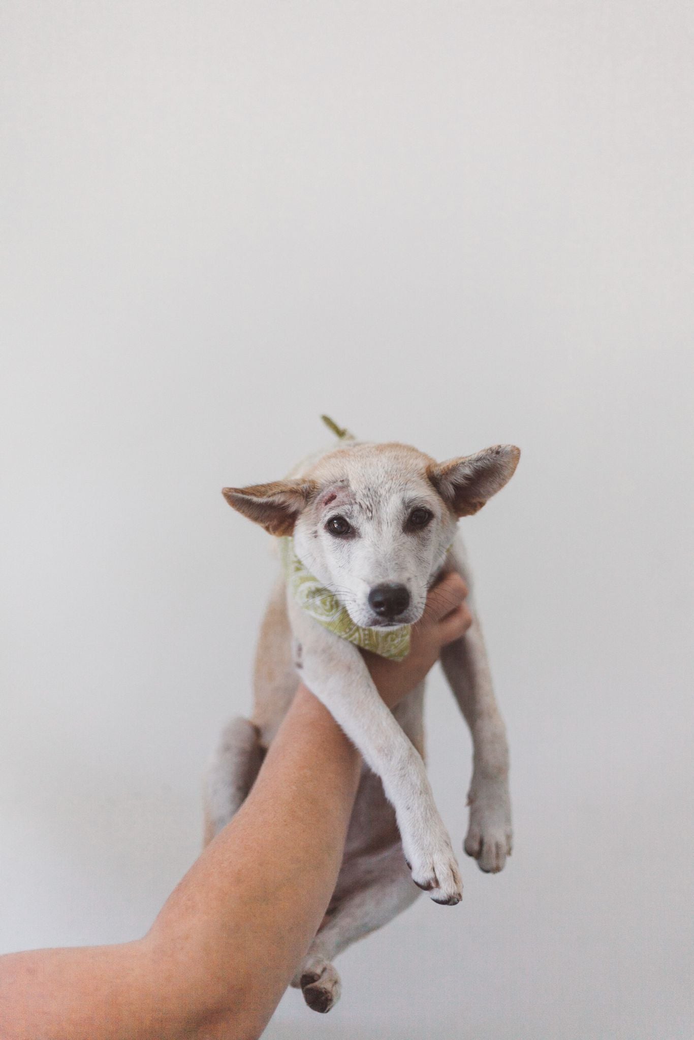 Rescue Bali Dog - Hope For Bali Dogs