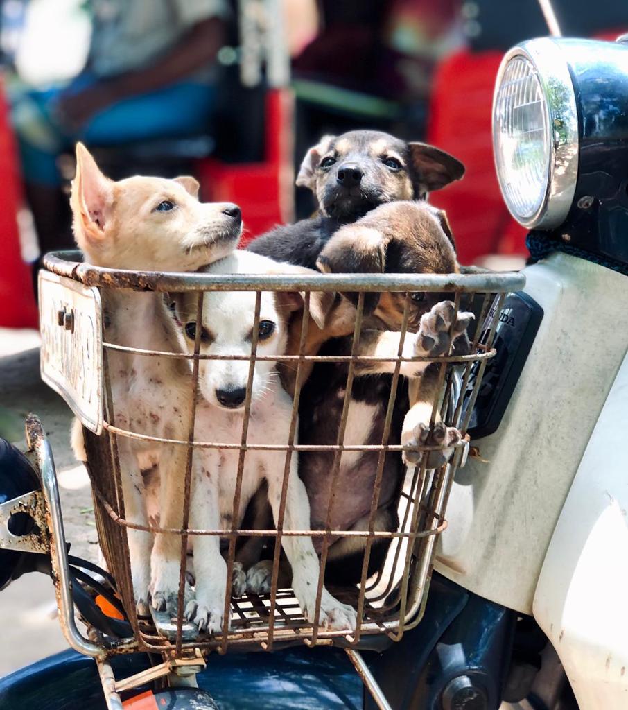 Rescue Mission - Pups needing some help