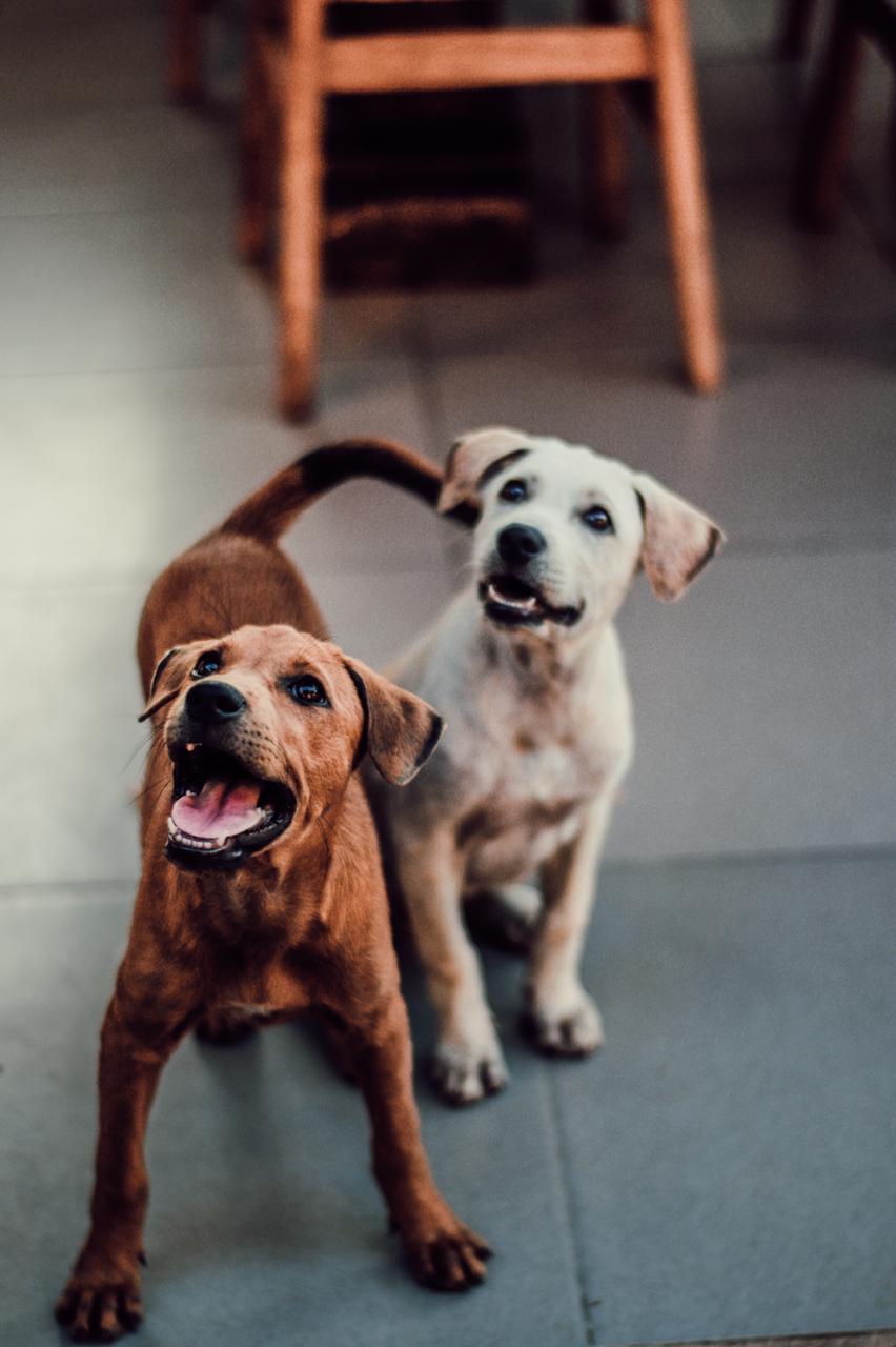 Good Boy x The Paws ...doing good.