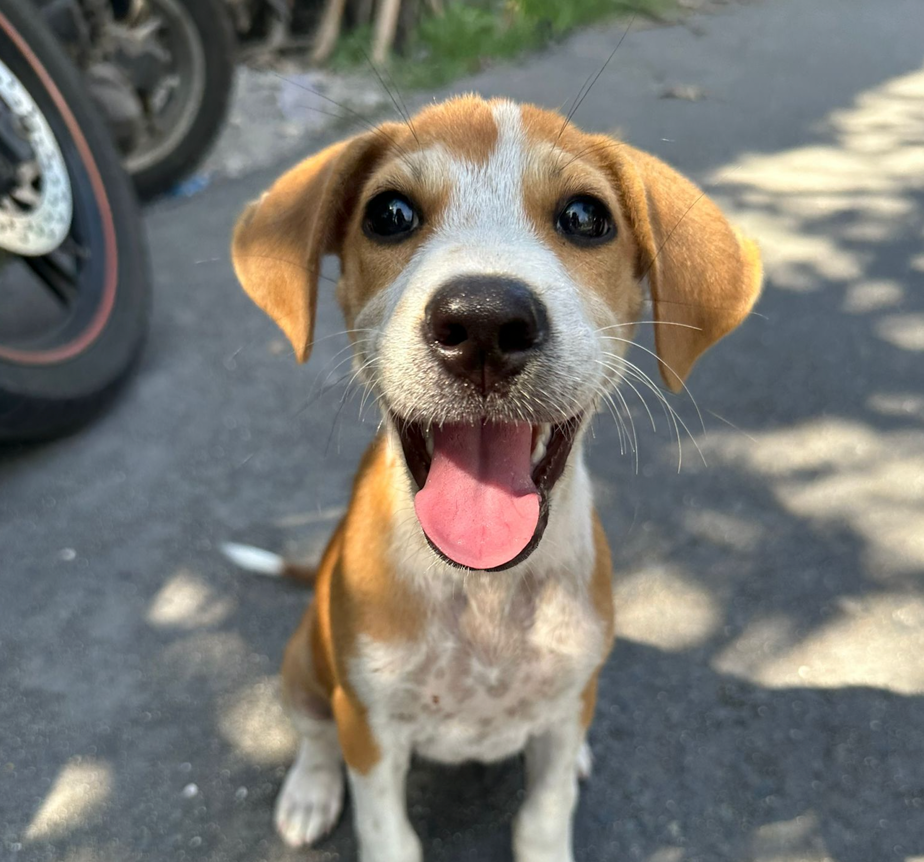 Dottie