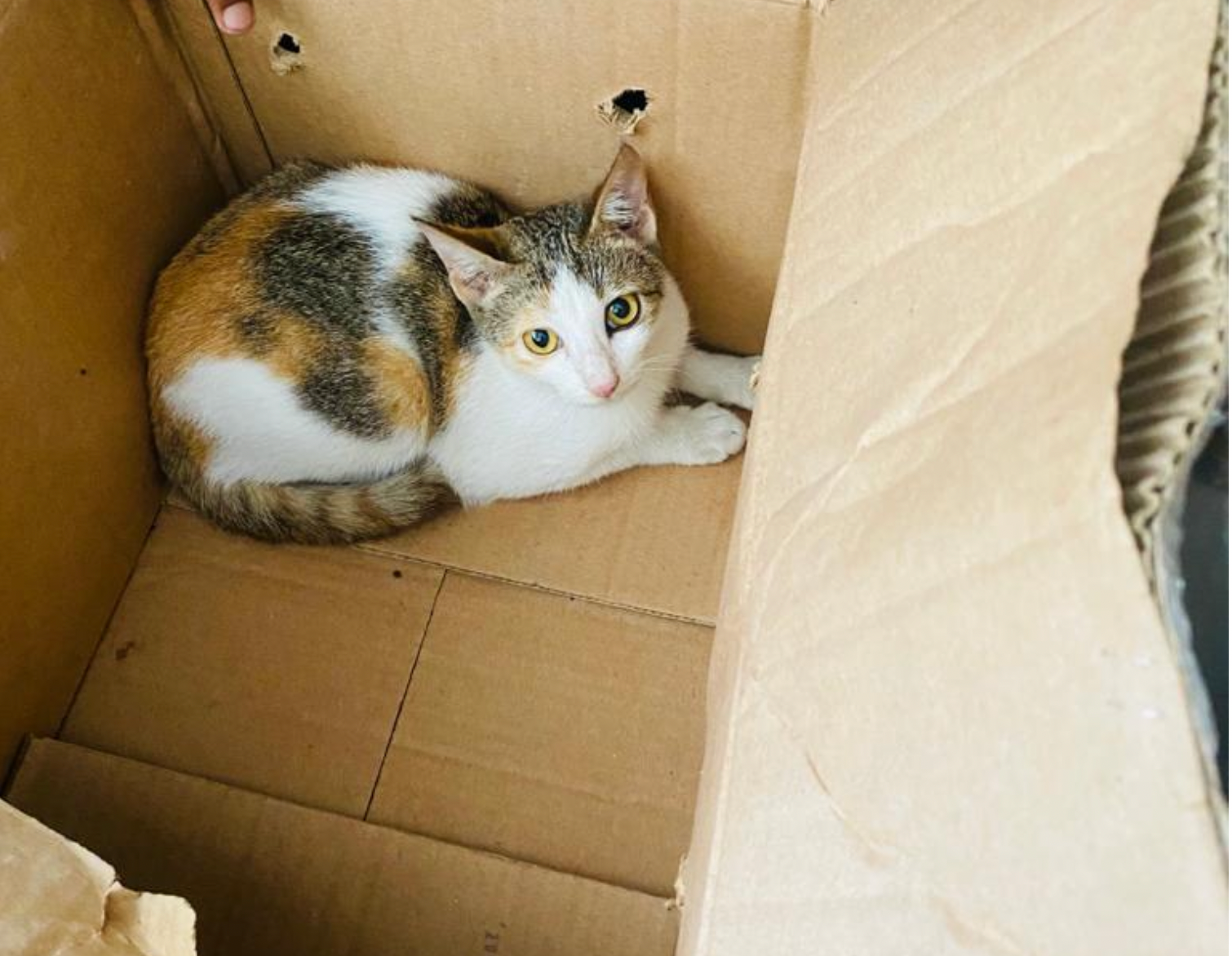 5 Sri Lanka Cats
