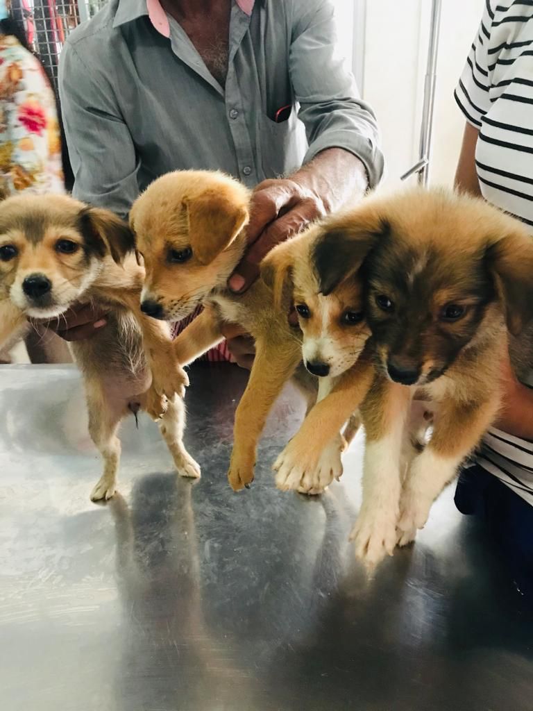 Six Months Of Care - The Paws in Sri Lanka