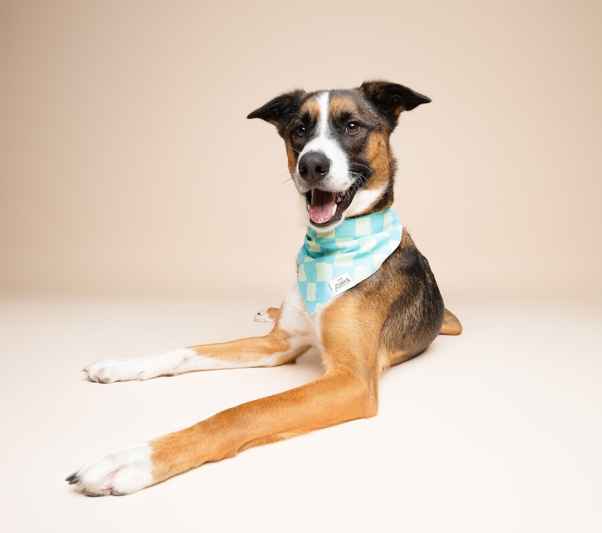 The Paws Bandanas - Thoughtfully Made