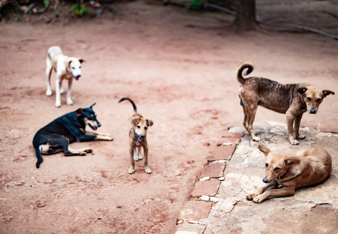 Animals Bring Us Closer