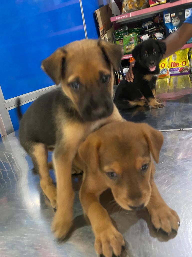 3 Little Sri Lanka Pups