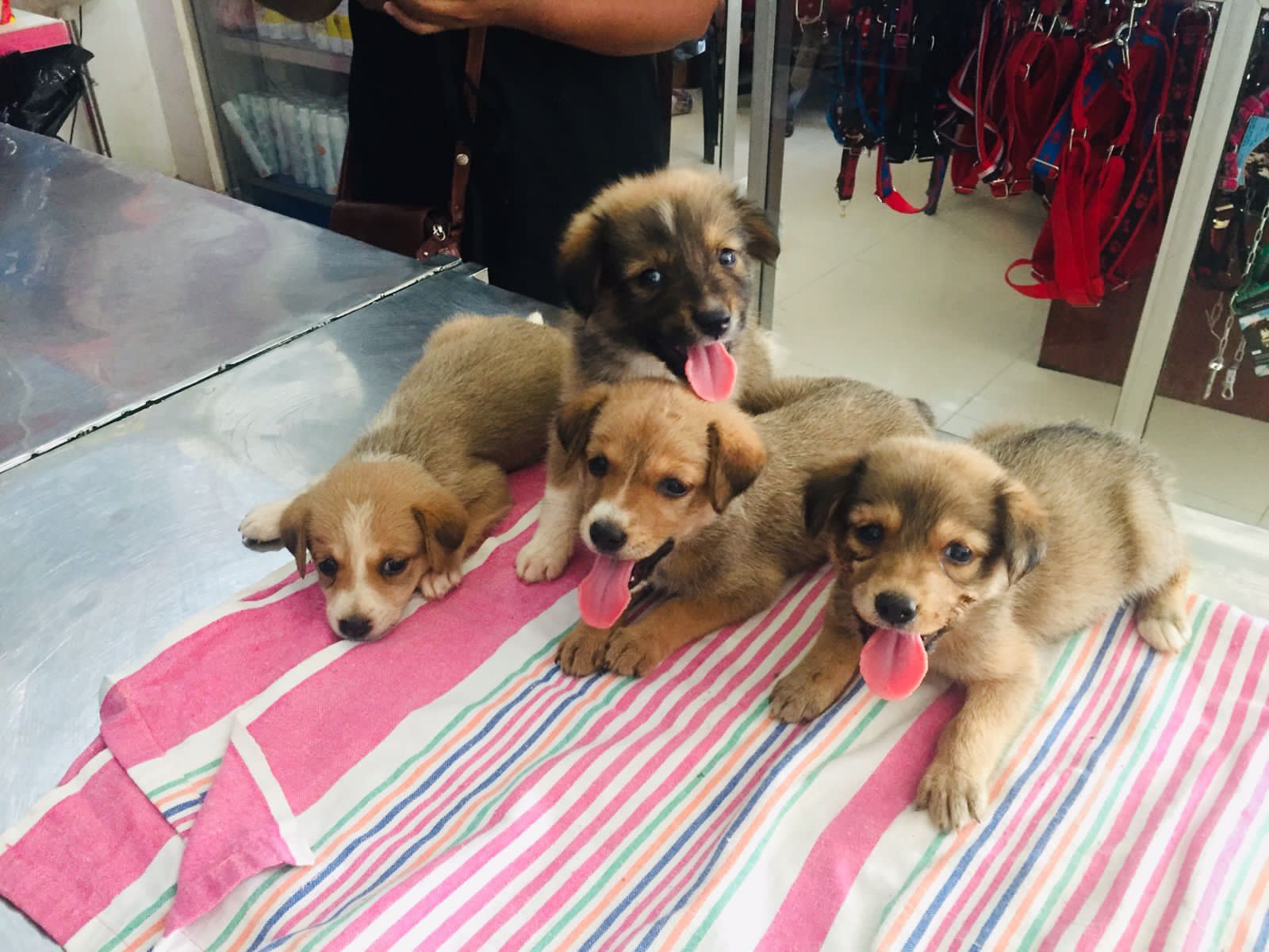 Sri Lanka Pups - at the vet for support