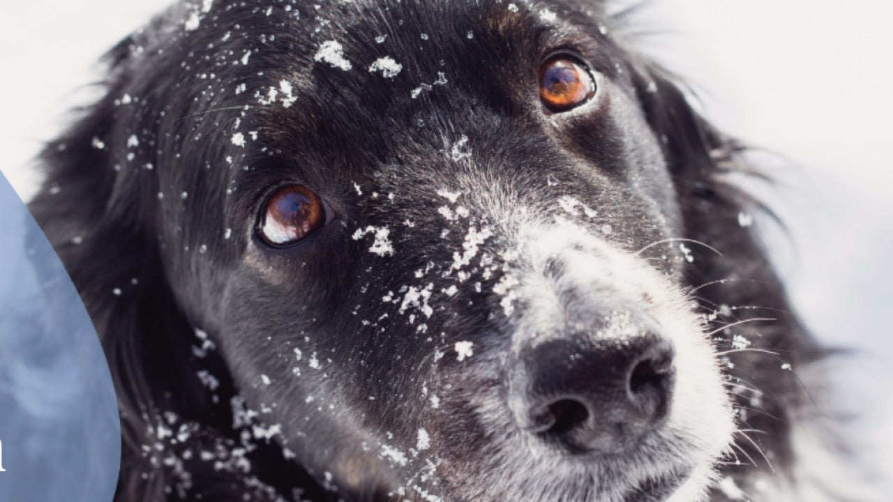 Ways You Can Help Texas Dogs Right Now — No Matter Where You Live