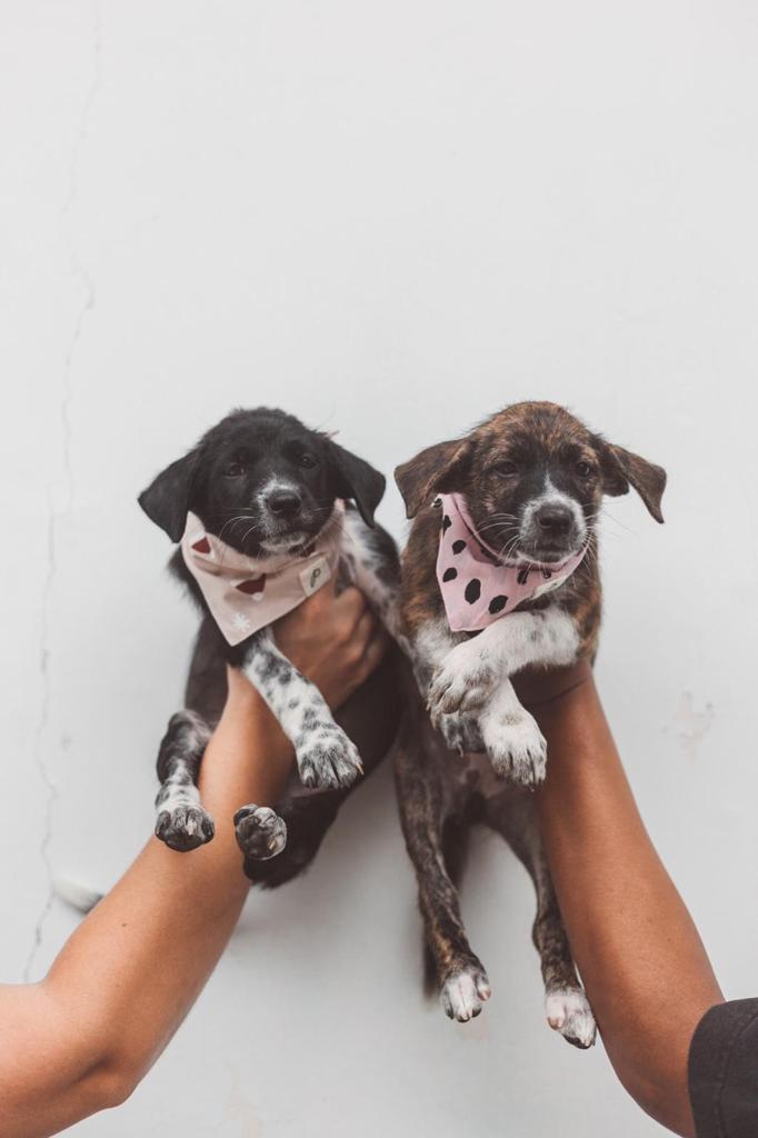 The Paws - Supporting Dogs in Need