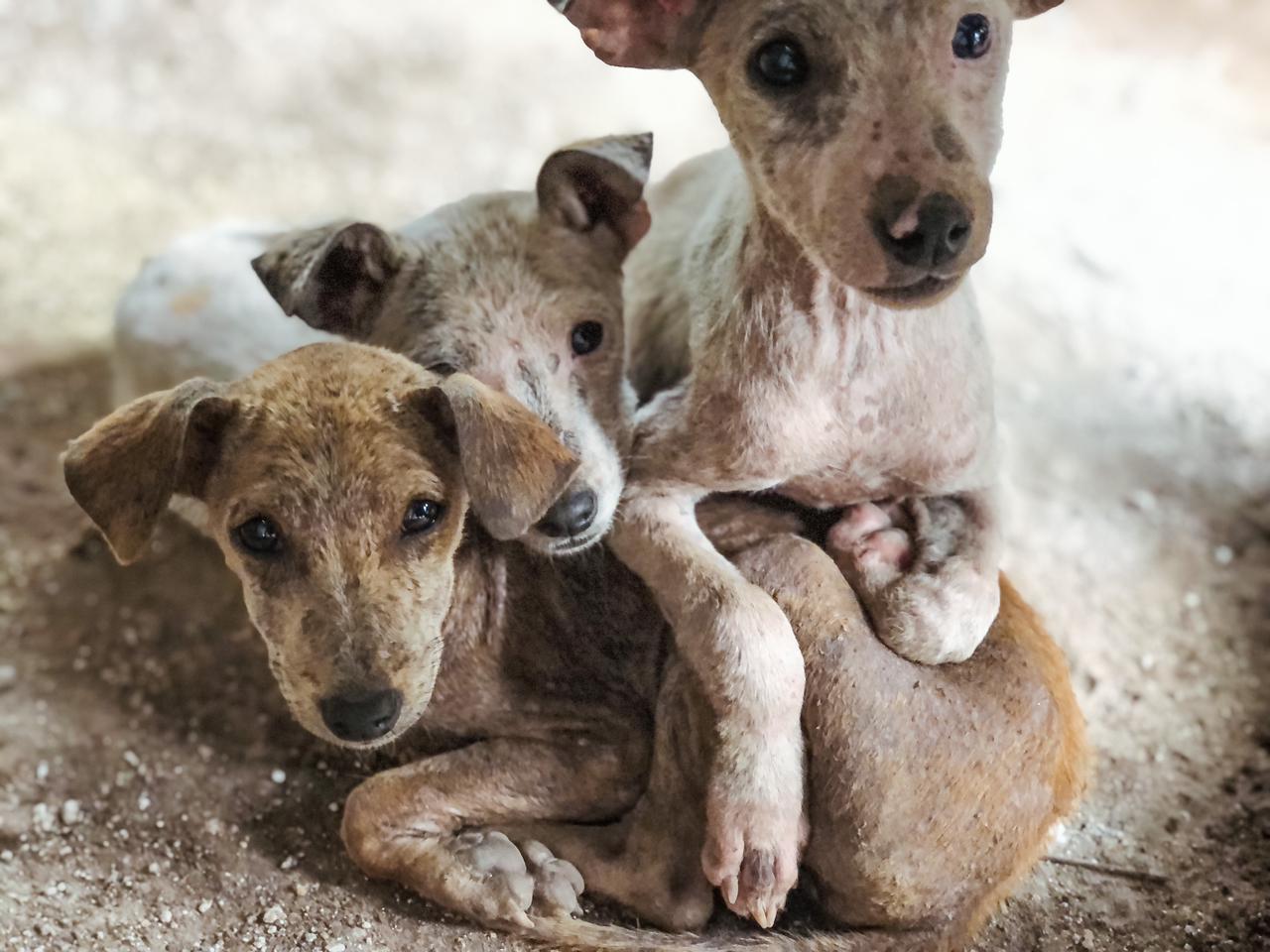 Supporting Pups In Need / The Paws Mission In Action