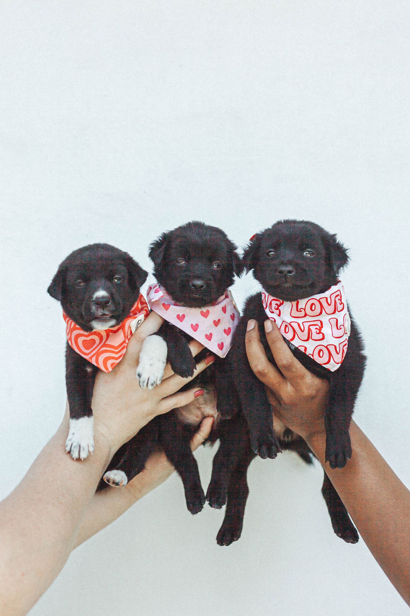 Three Little Successes - Rescued Puppies
