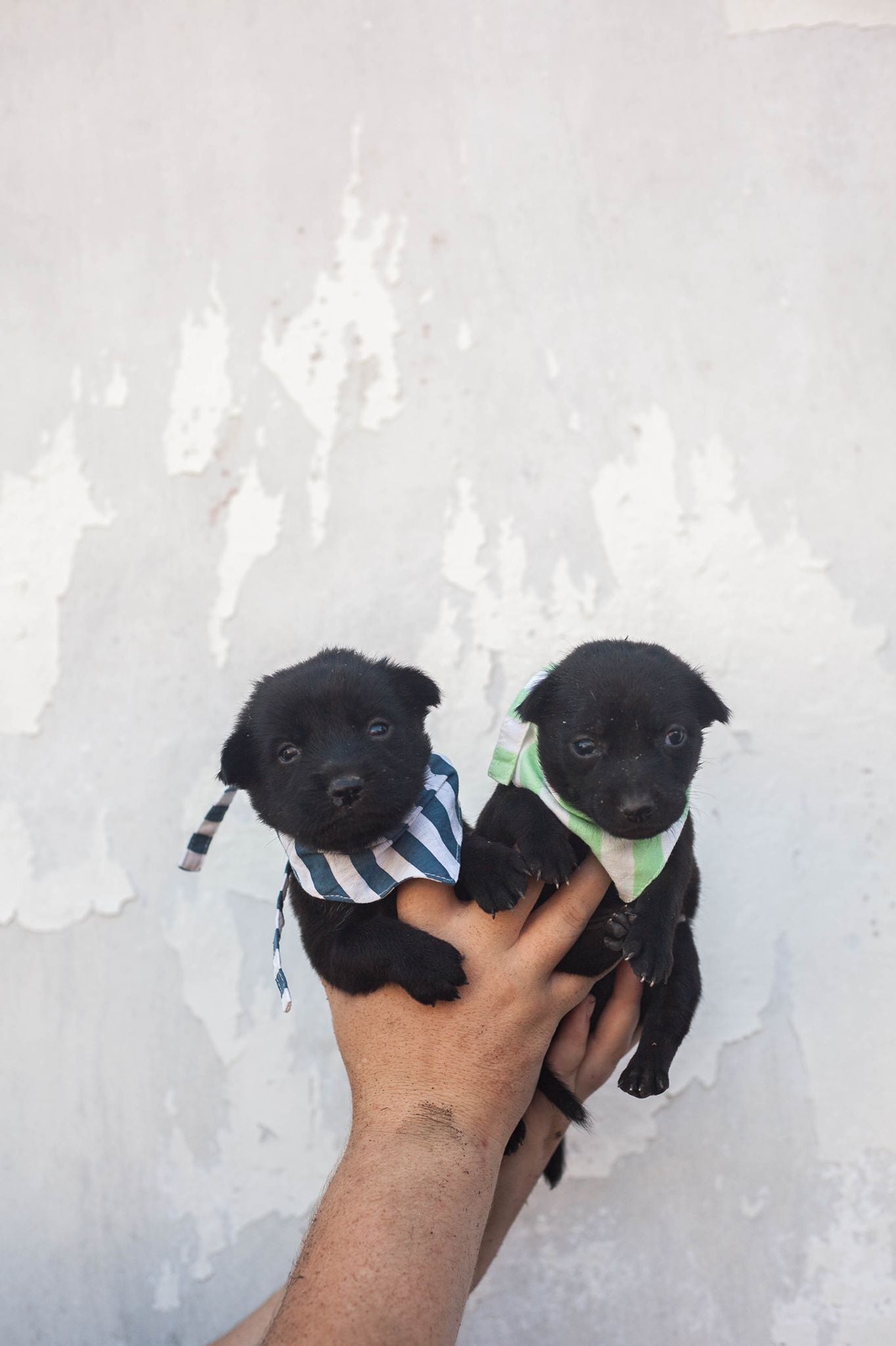 Two Bali puppies - rescued and cared for