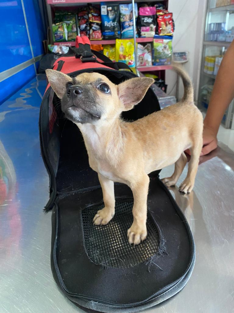 Market Pup