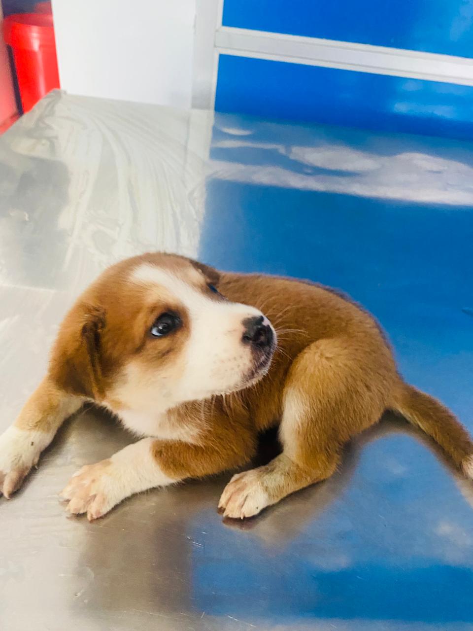 Vet Visit for a Sri Lanka Pup