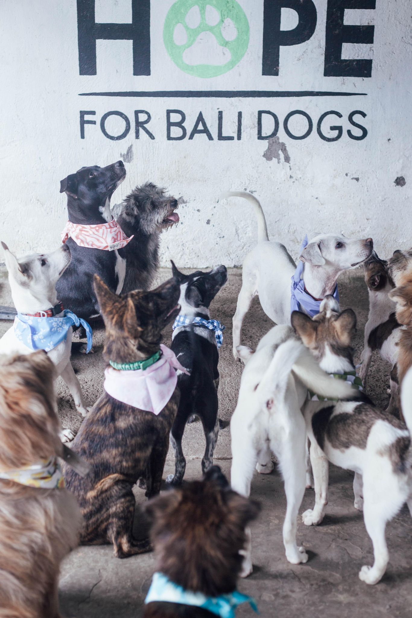 Adoption Photos with Hope For Bali Dogs