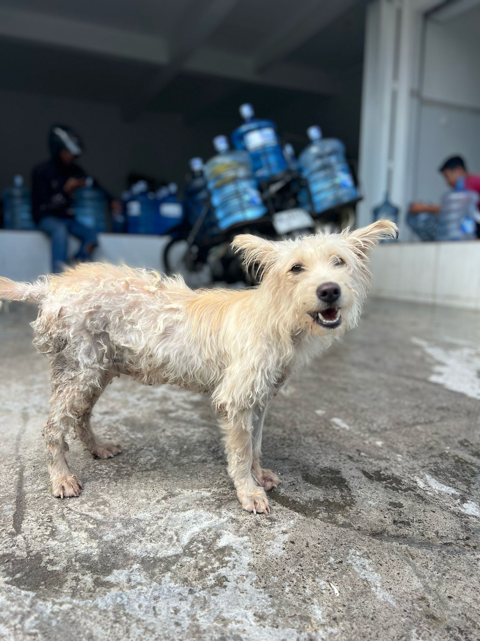 Chully The Bali Dog