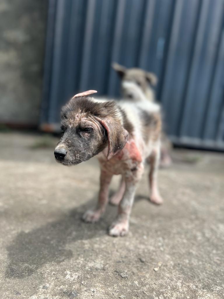 Babakan Pups