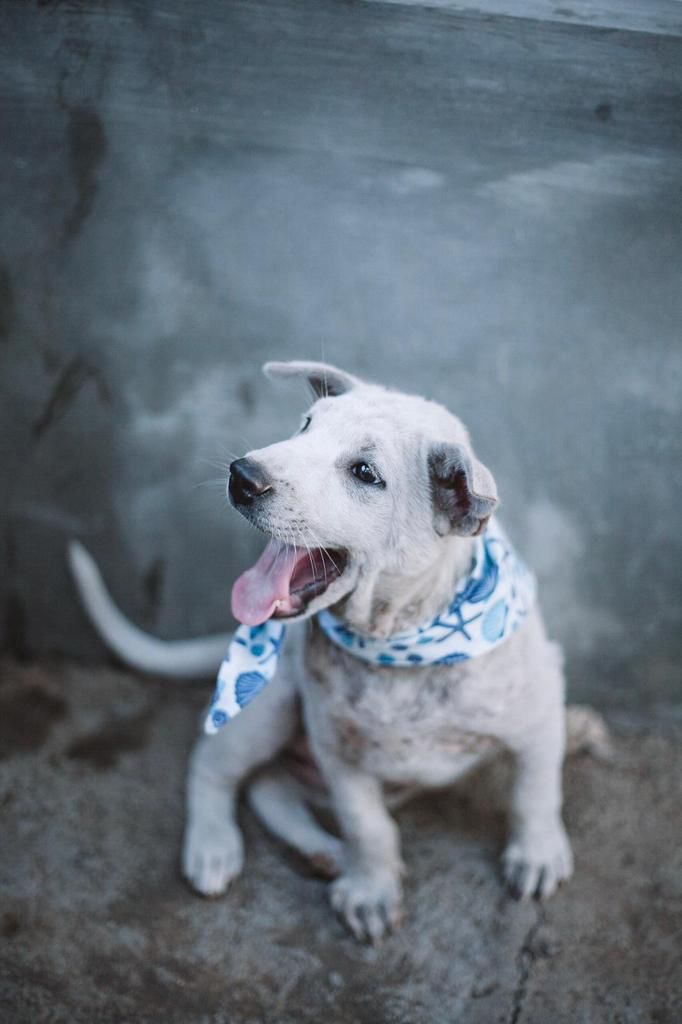 Bali Boy Benji