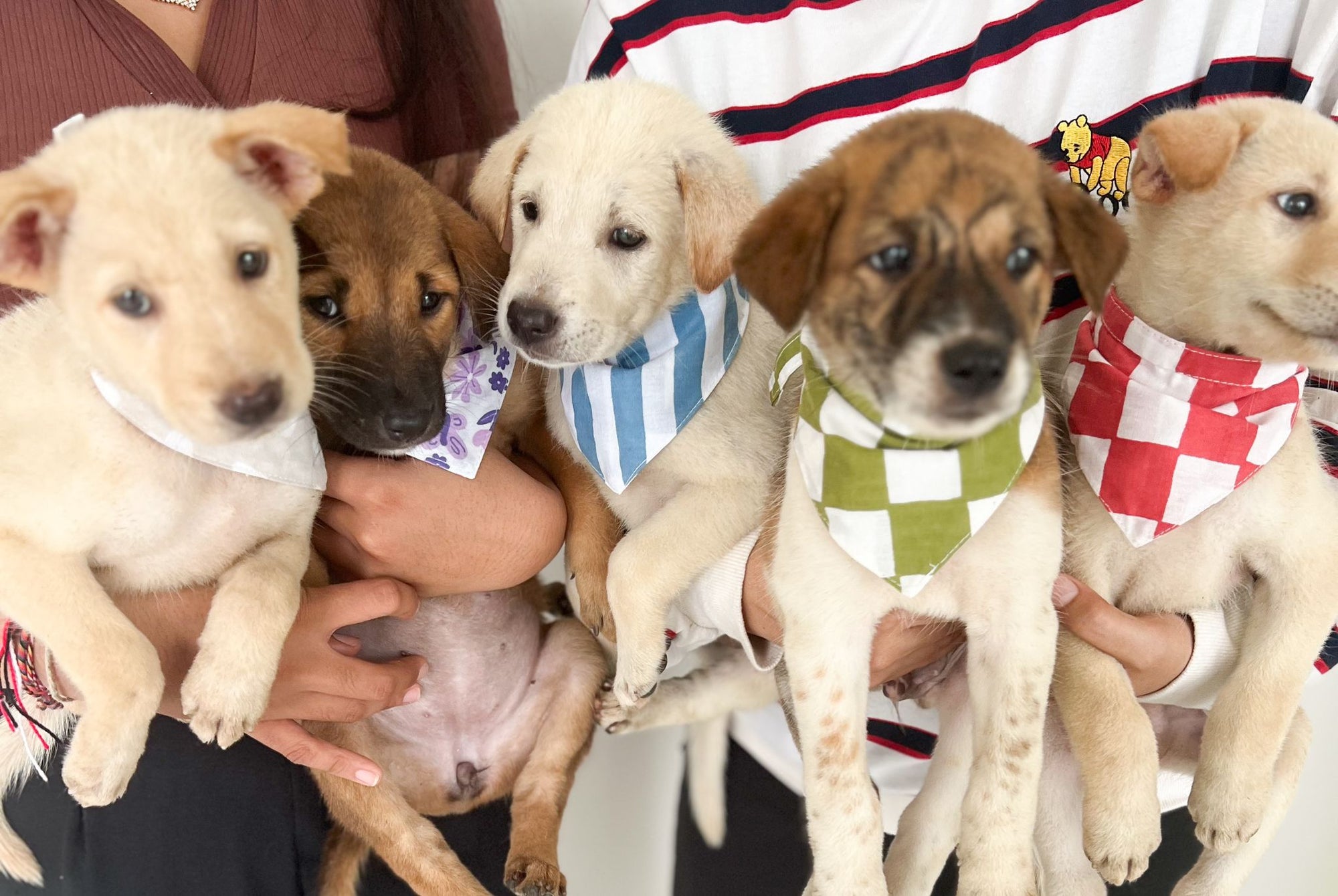 5 Pups from Bali