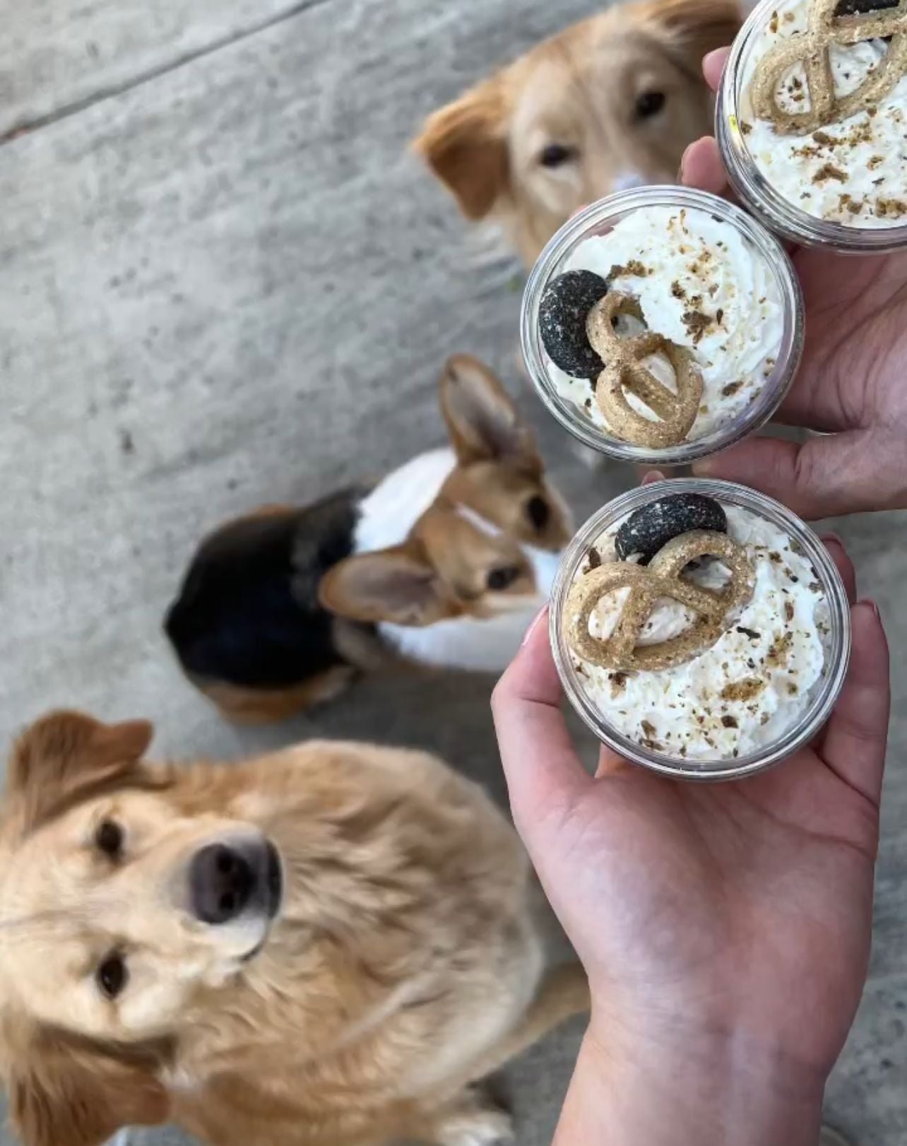 Celebrating National Dog Day