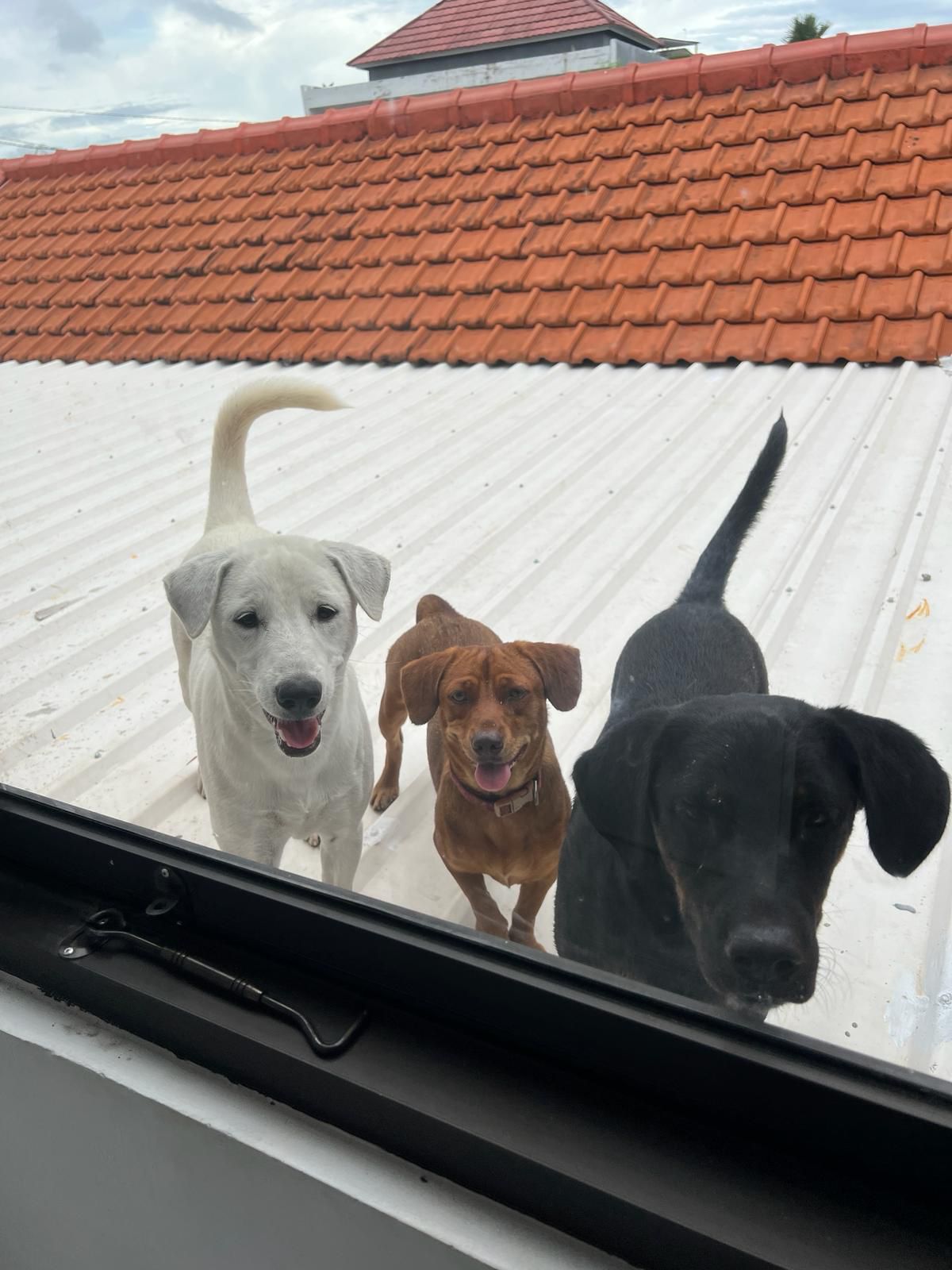Bali Street Dogs 