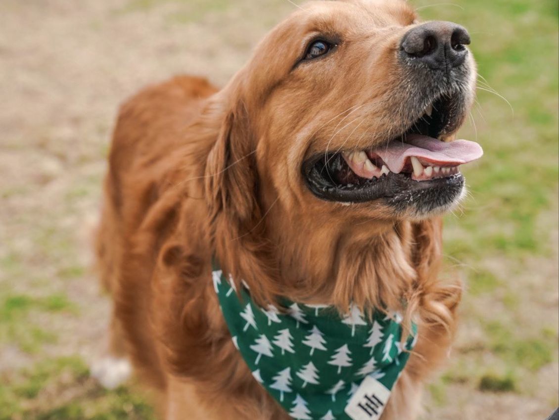 Huck and Harlow Bandana 