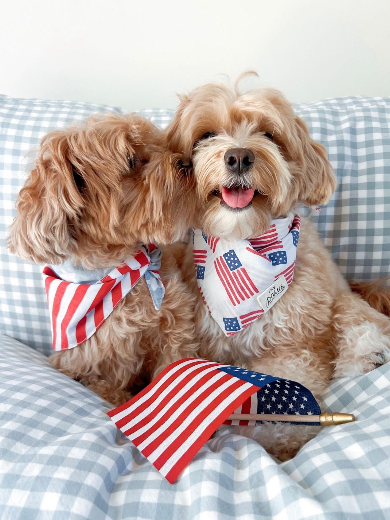 4th of July Dogs