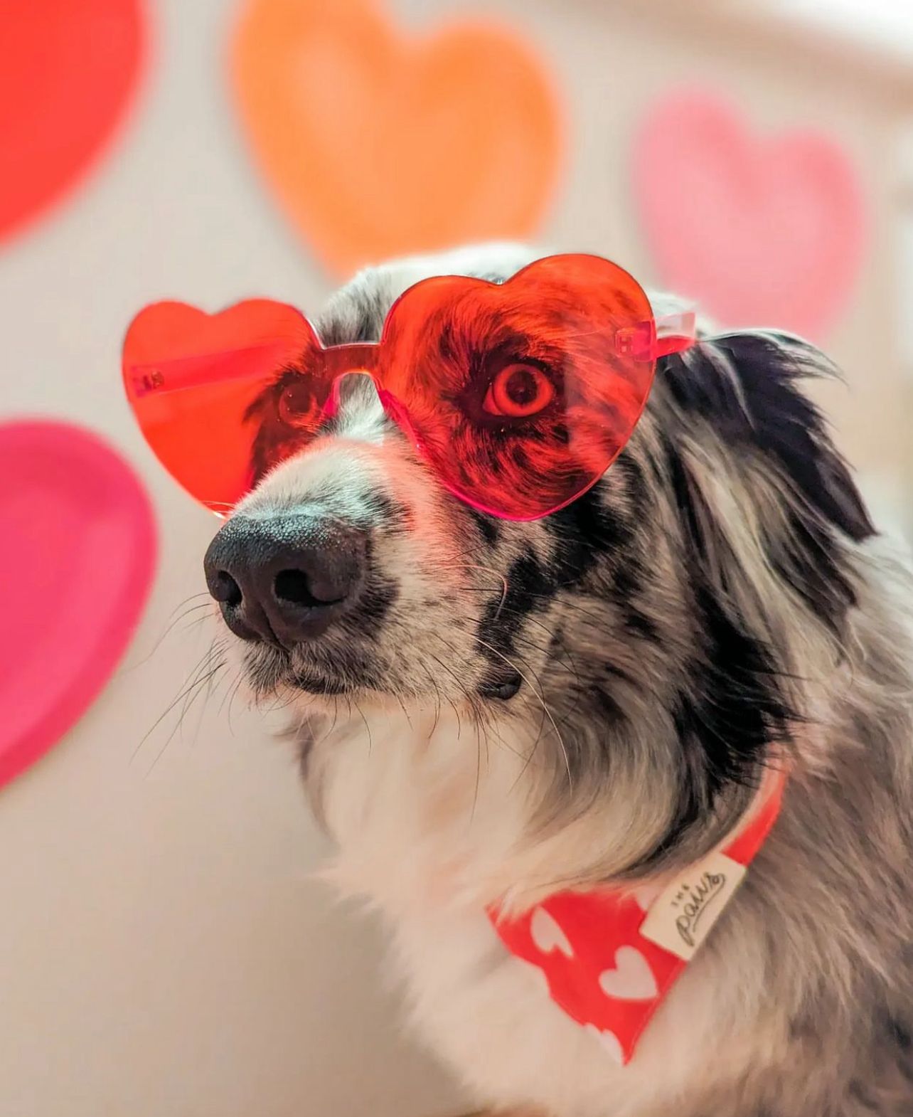 Valentine Dogs