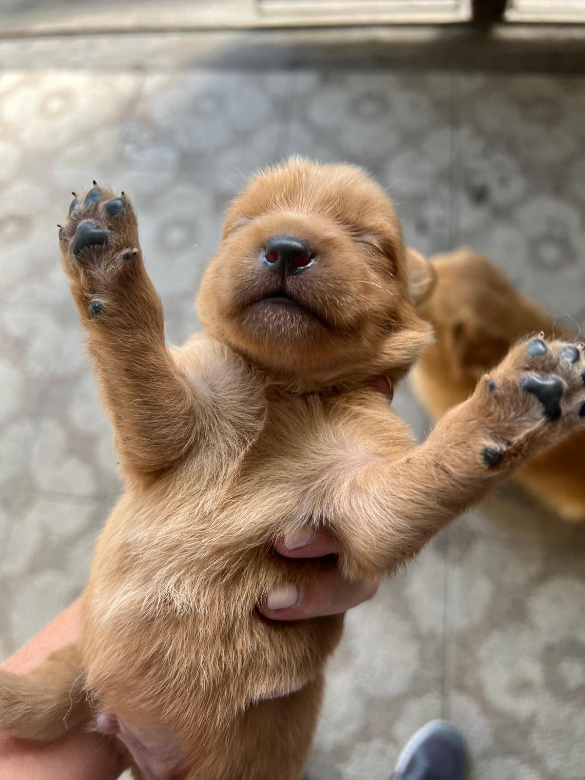 Puppies Nextdoor