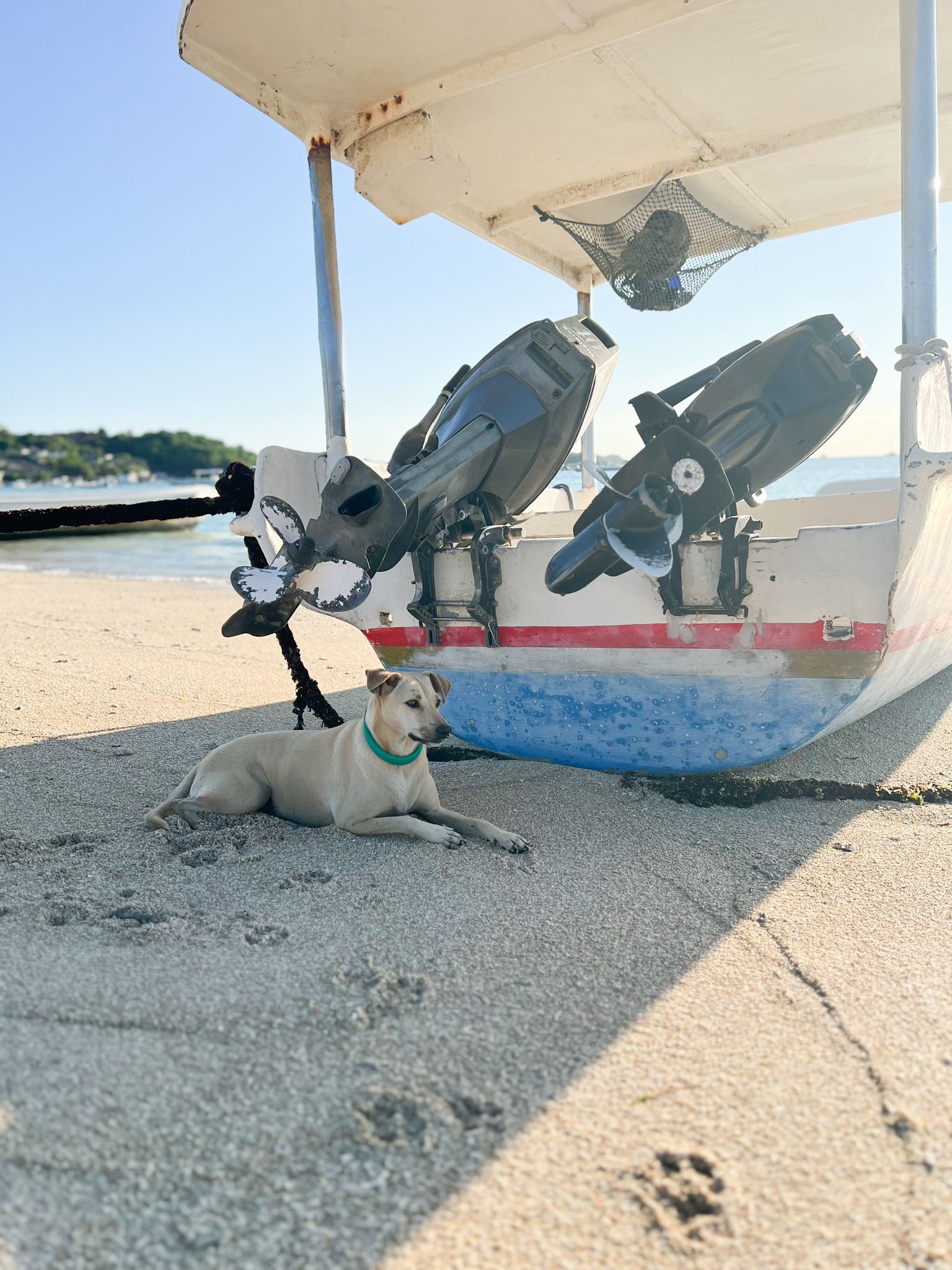 Dogs of Lembongan