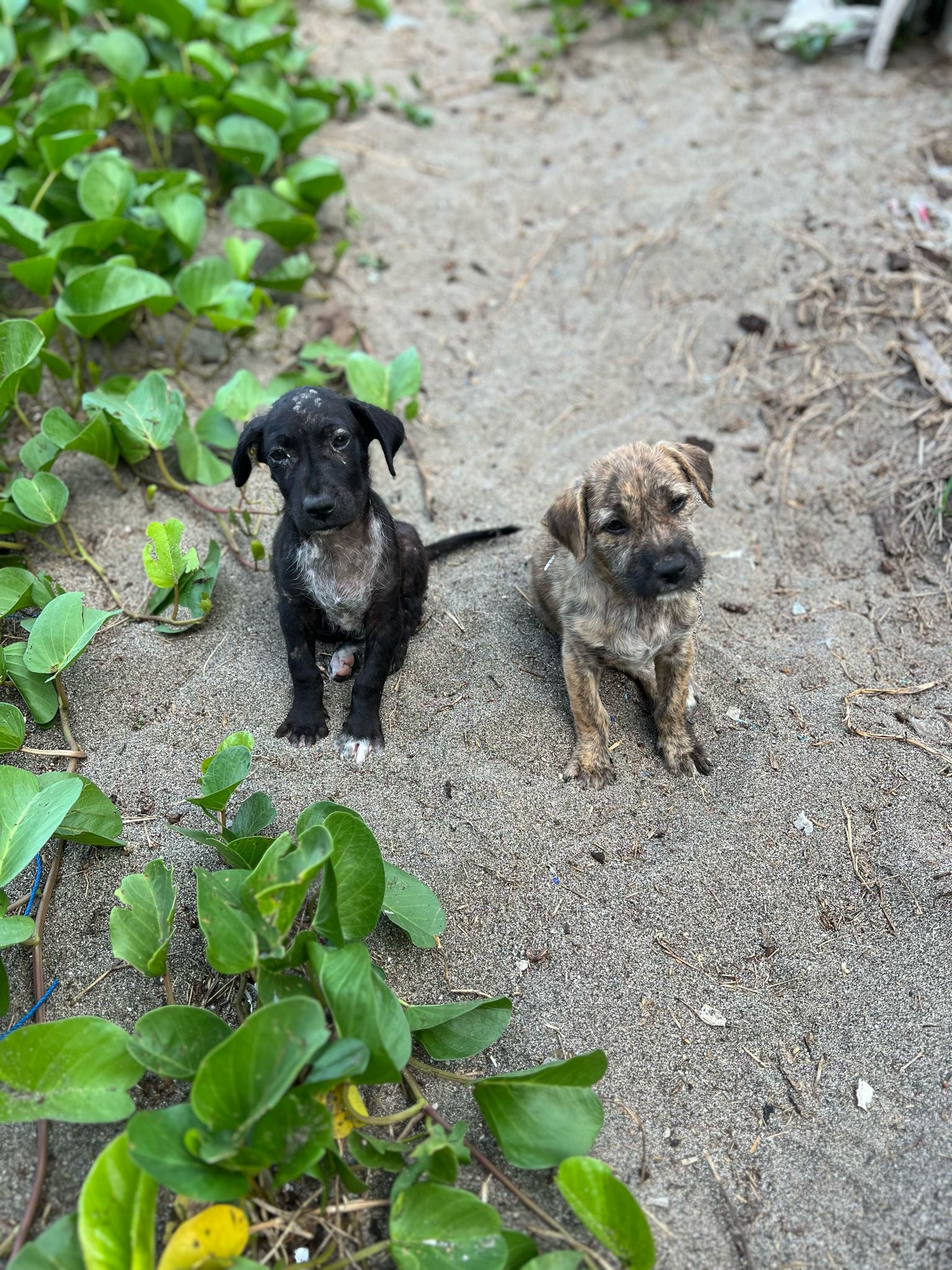 Pups by the beach in Bali
