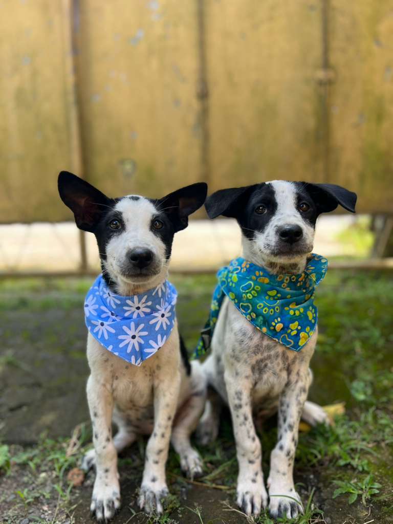 Birdie and Benson in Bali