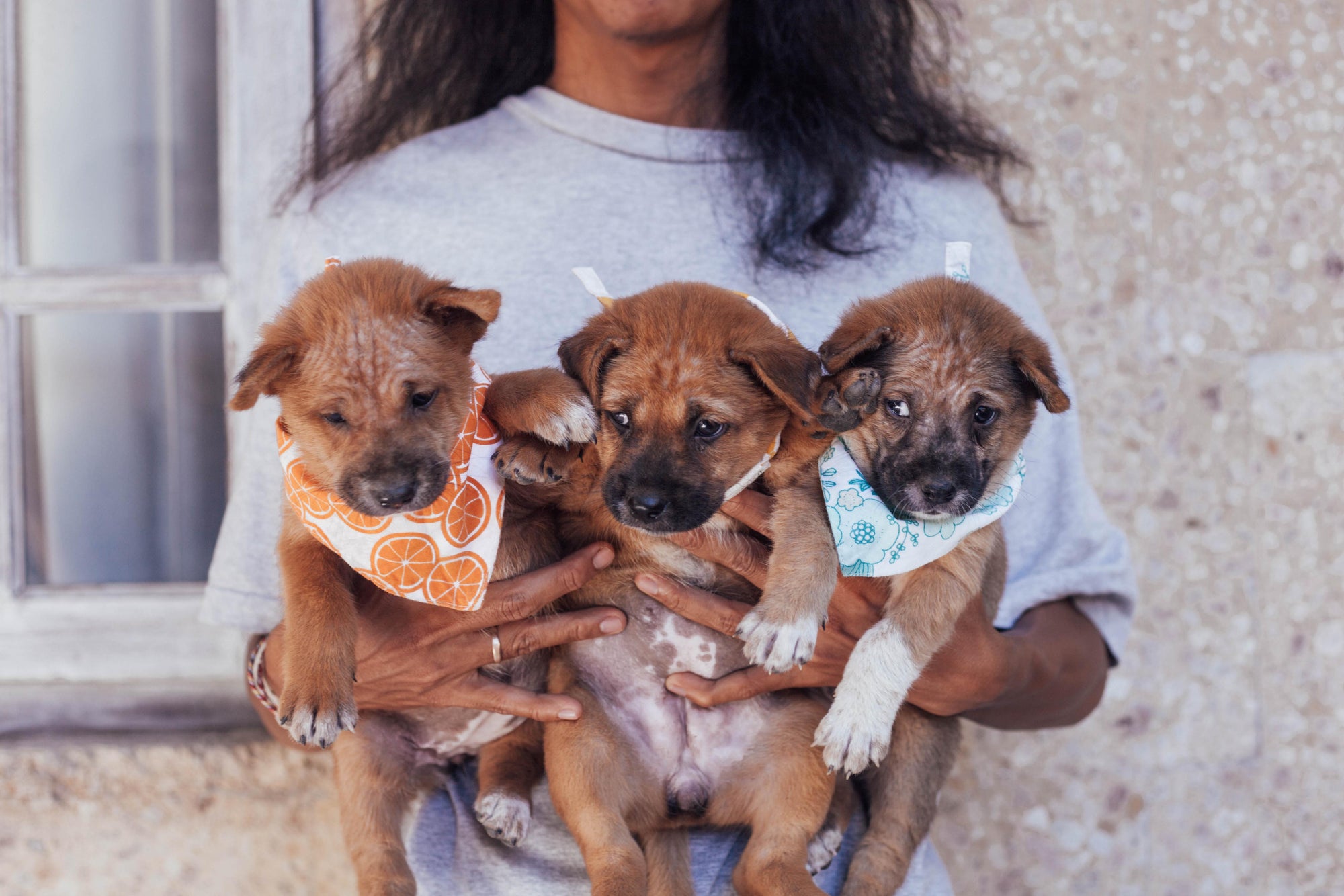 Looking for Forever Homes