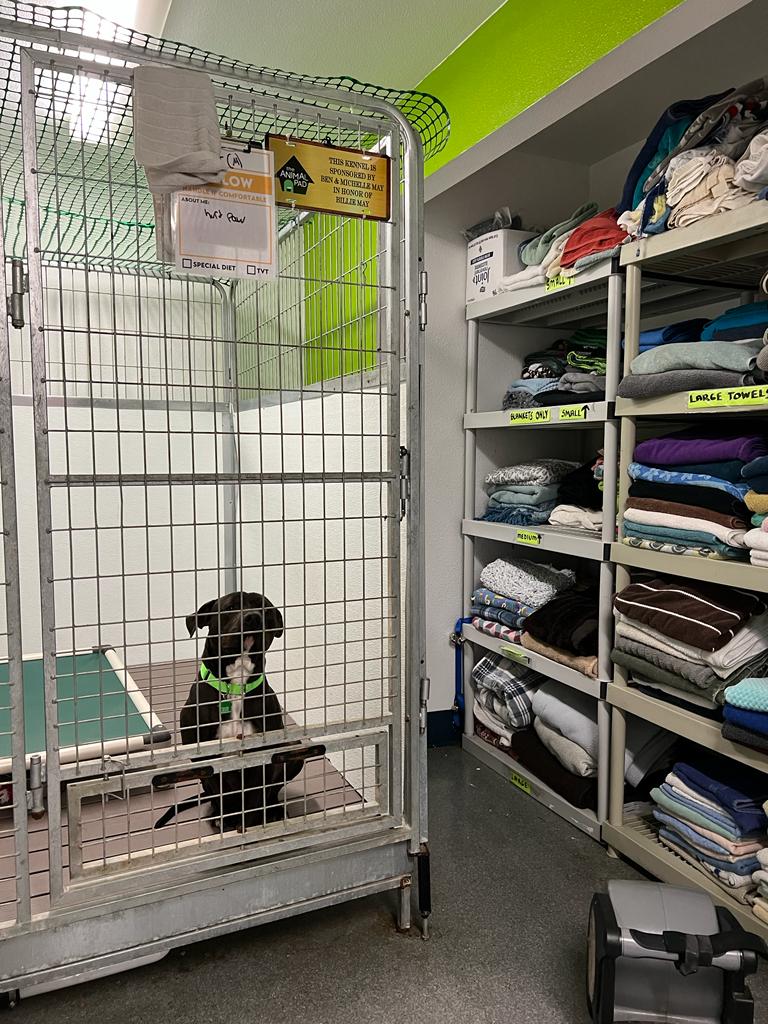 The Animal Pad, San Diego