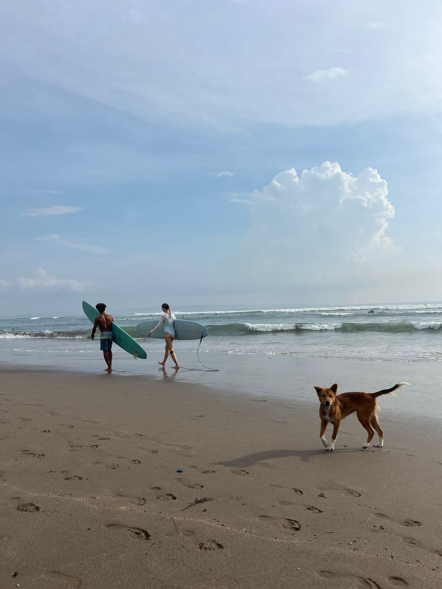 Lala The Beach Dog