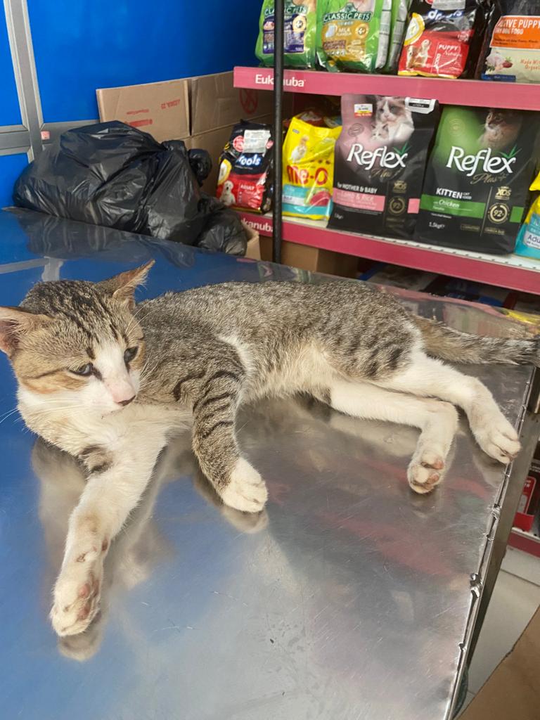 South Sri Lanka Cat
