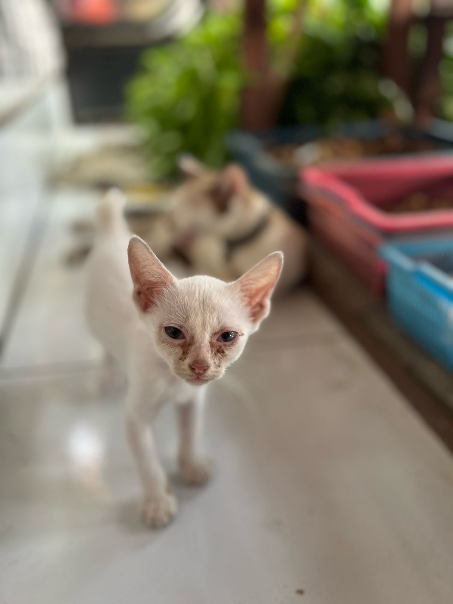 7 kittens in Dalung