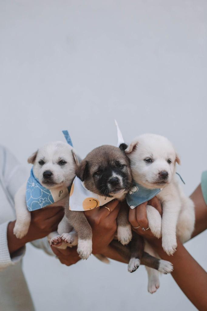 Warehouse Pups • The Paws Team