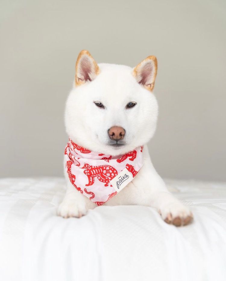 Year of The Tiger - Bandanas from The Paws