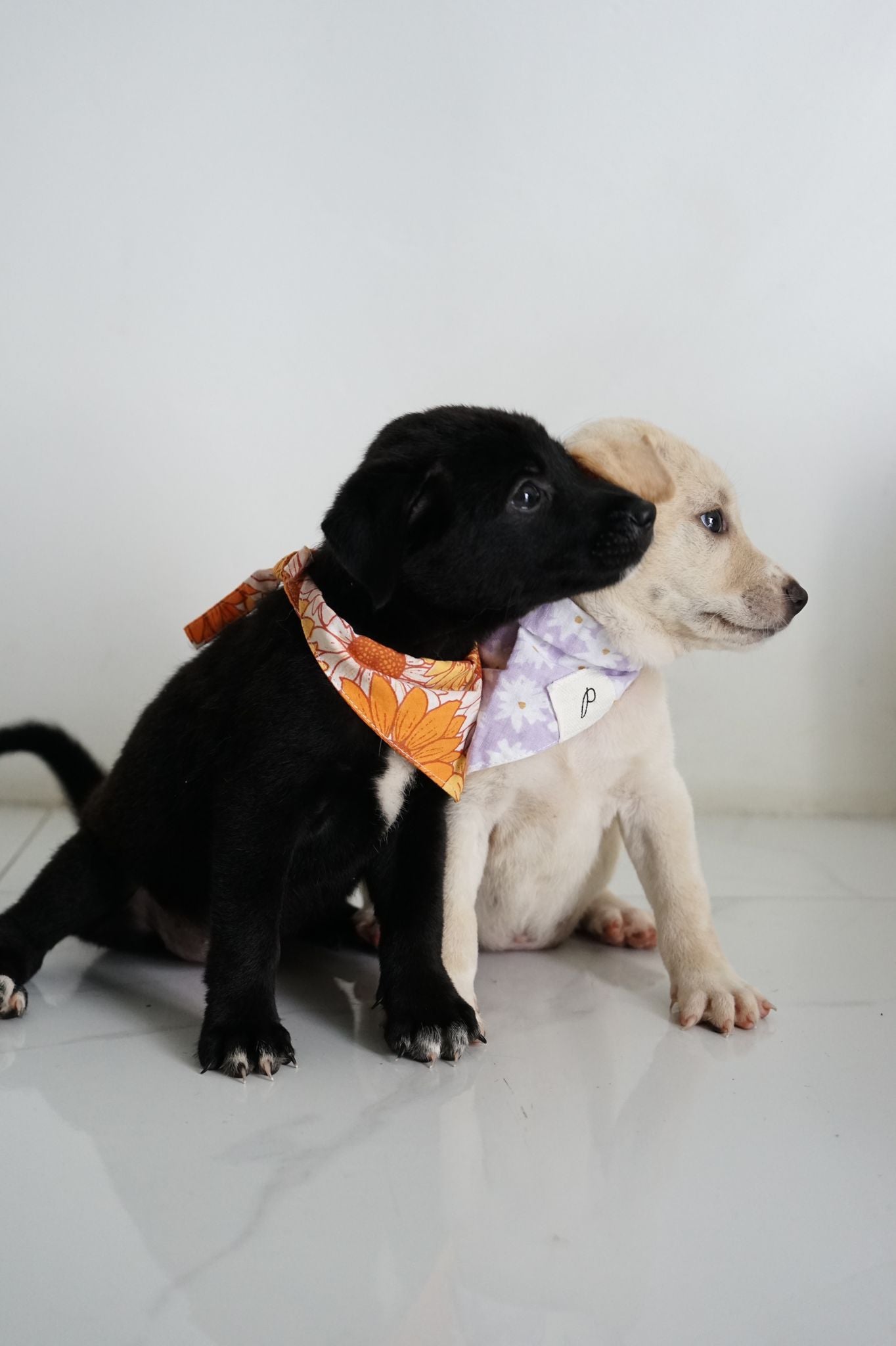 Zimi and Betty - Sweet little Bali Dogs