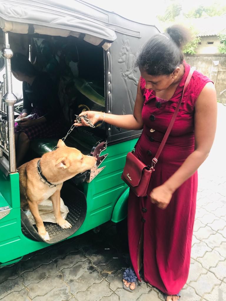Helping Bunty - The Paws Mission In Action